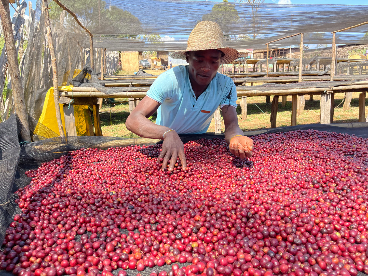 Ethiopia - Yirgacheffe, Rachia