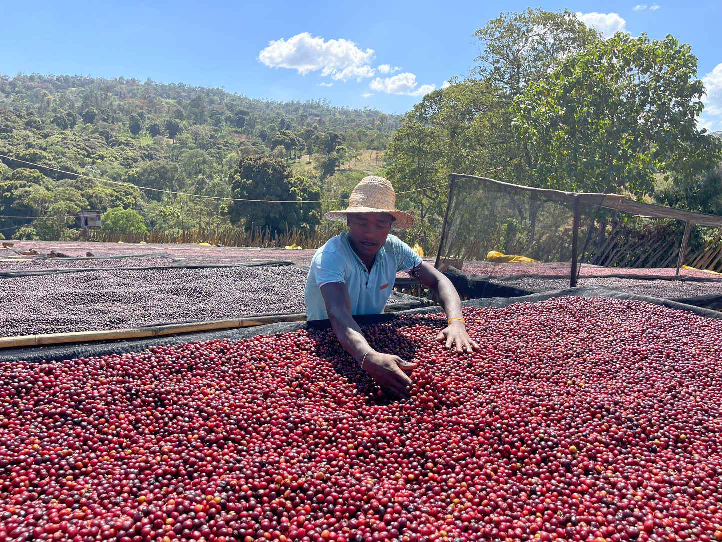 Ethiopia - Yirgacheffe, Rachia