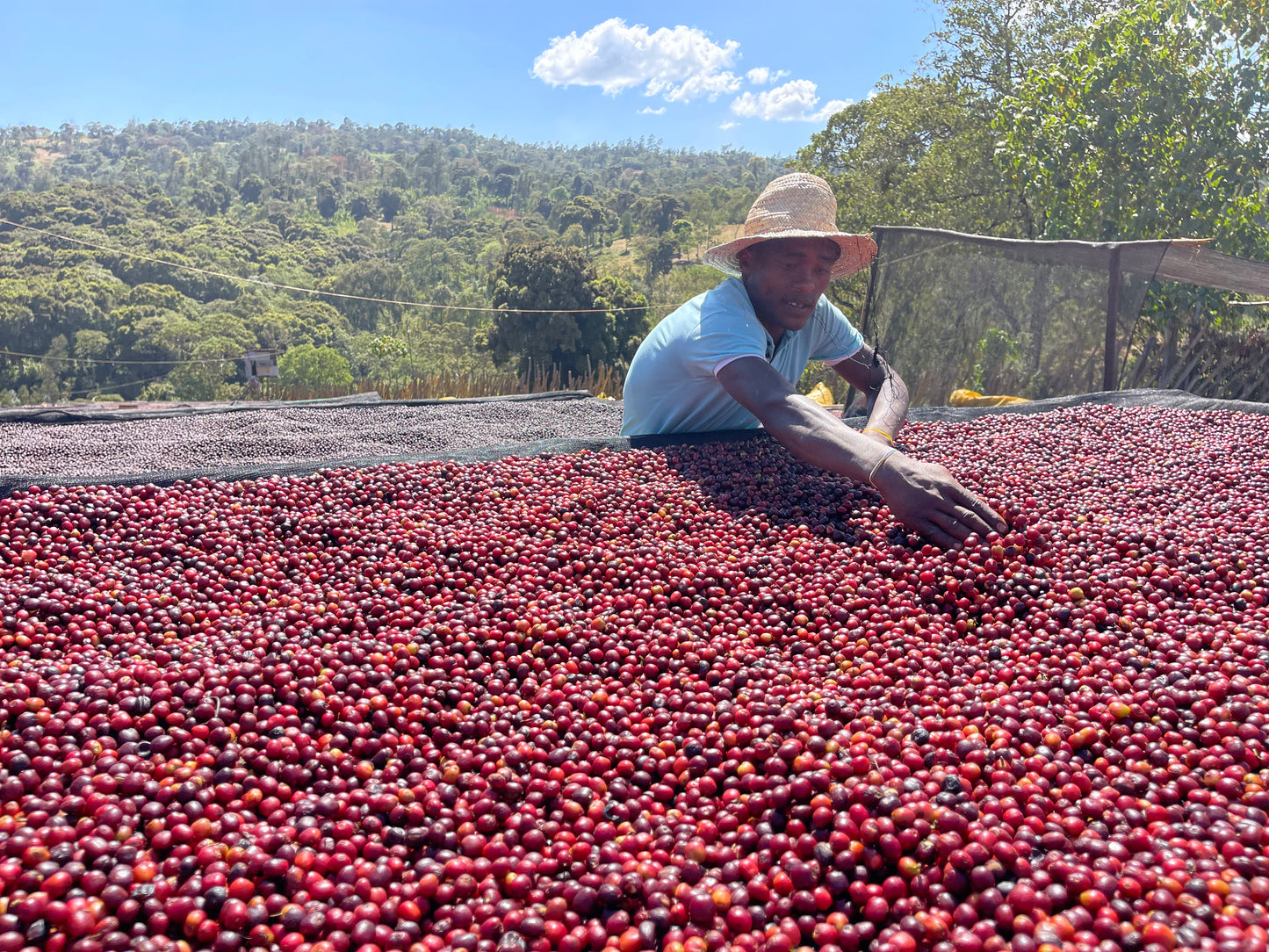 Ethiopia - Yirgacheffe, Rachia