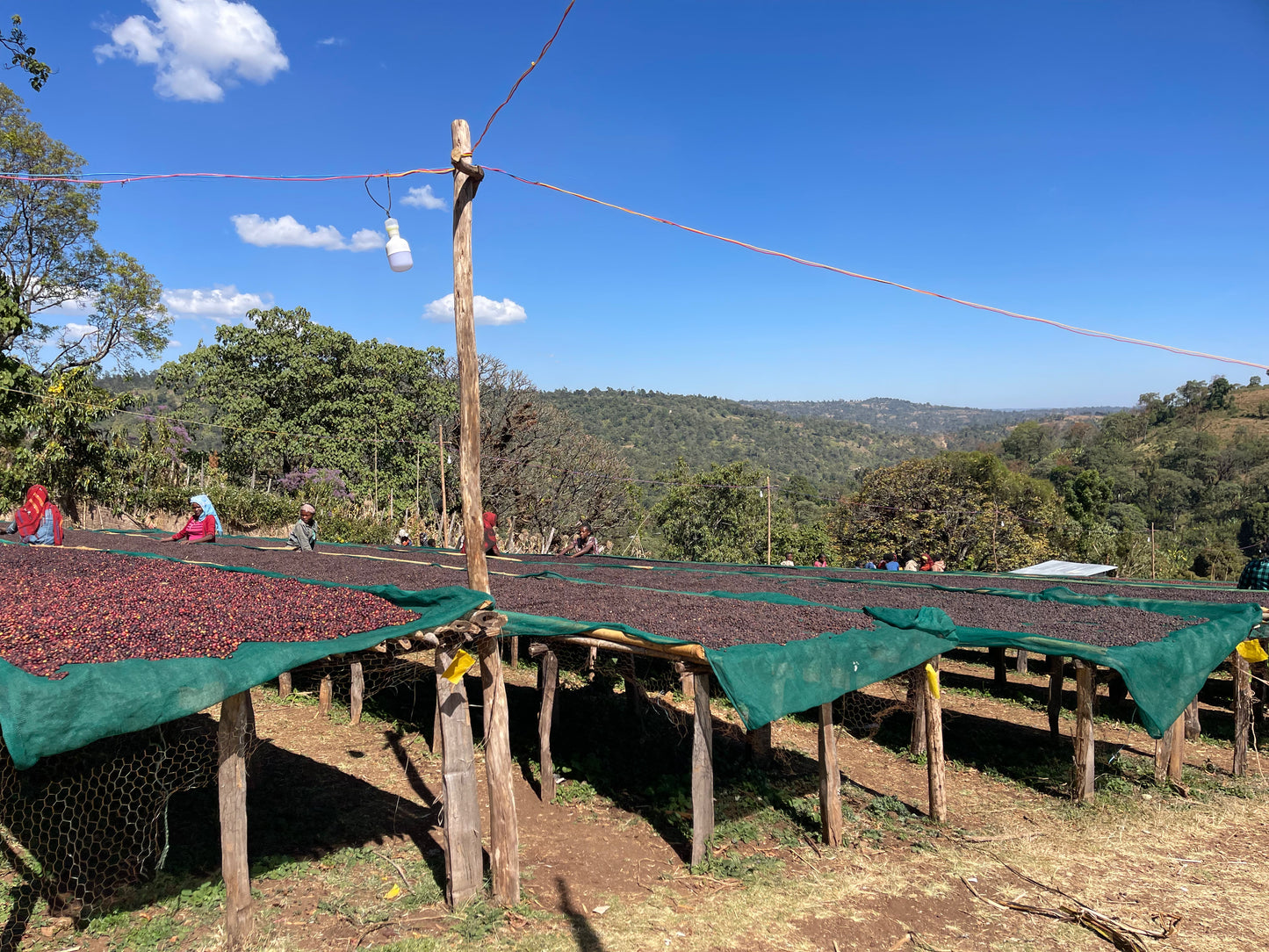 Ethiopia - Yirgacheffe, Rachia