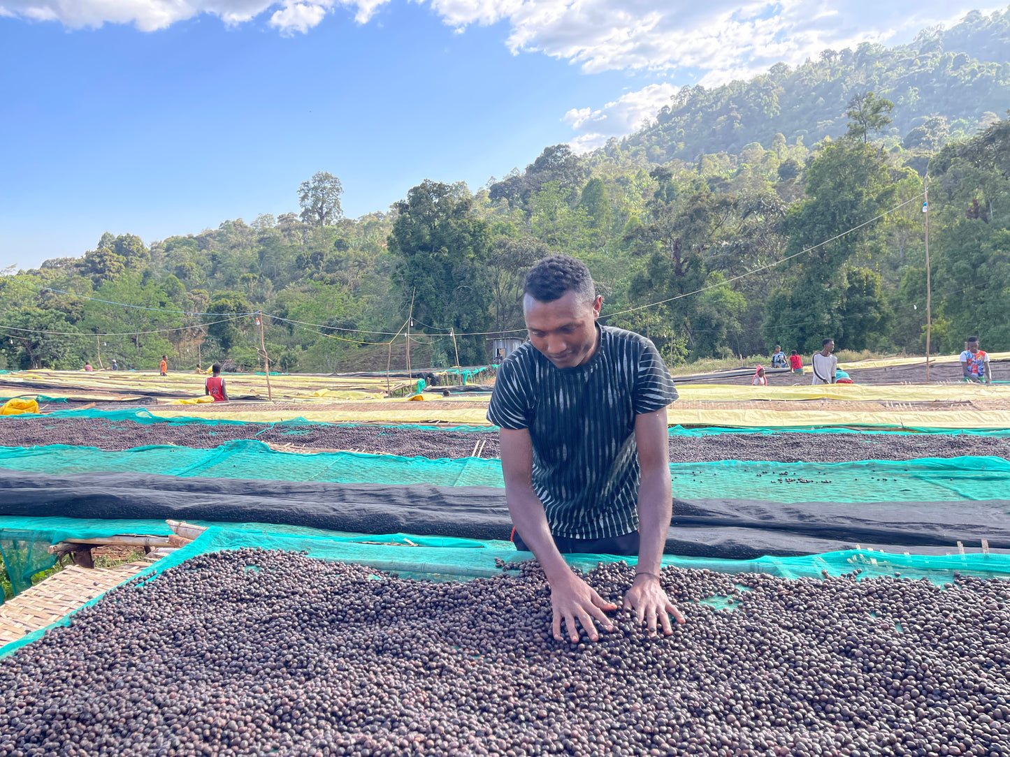 Ethiopia - Yirgacheffe, Rachia